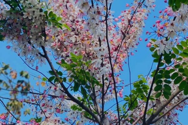 Pic-Century-March2021-12