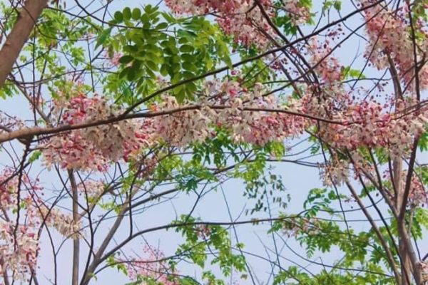 Pic-Century-March2021-14